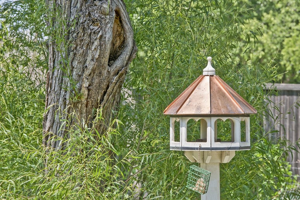 How to Make a Bird Table Pigeon Proof
