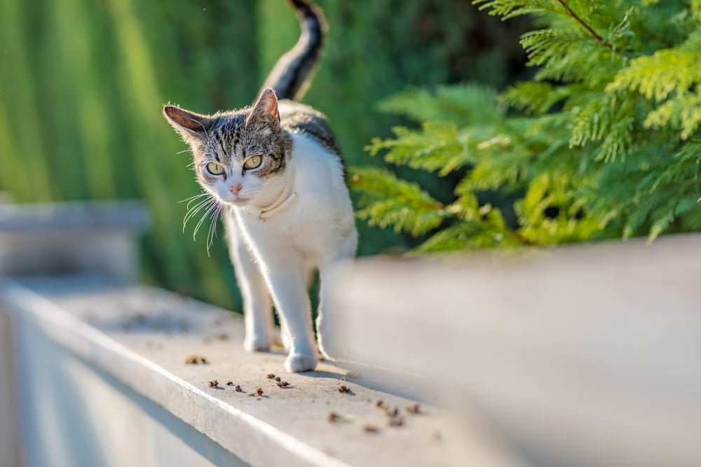 how to make cat repellent