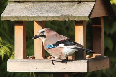 a Jay resting on its house
