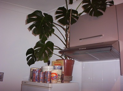 a-kitchen-with-a-monstera-plant-on-top-of-a-fridge