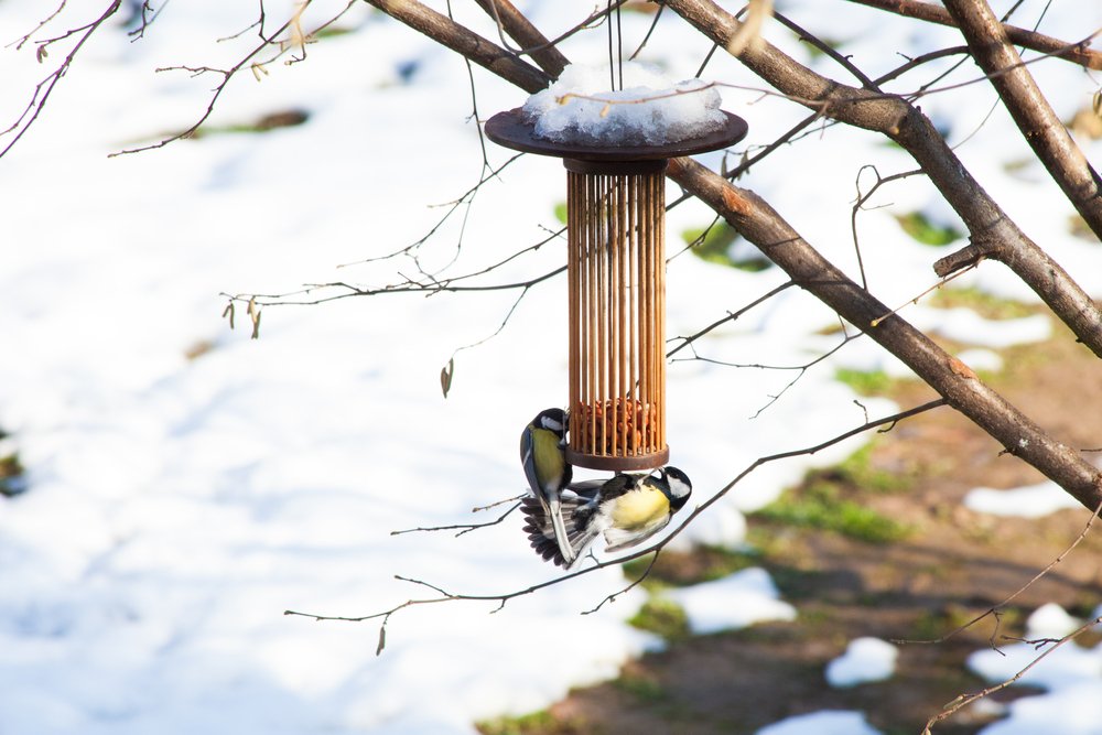 best bird feeders