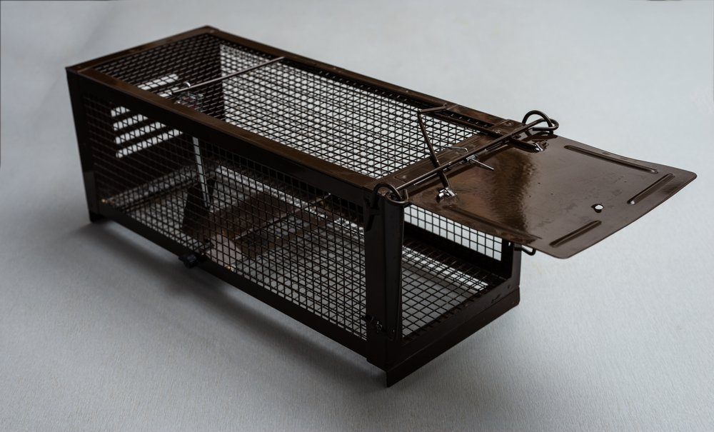 Best Mouse Traps