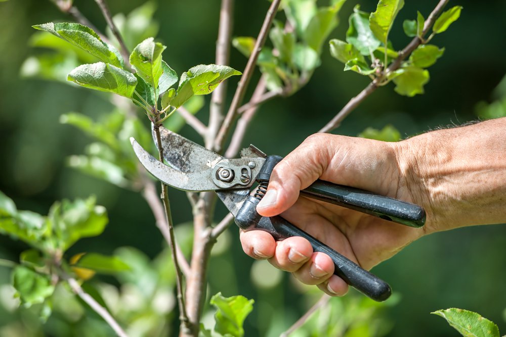 best secateurs