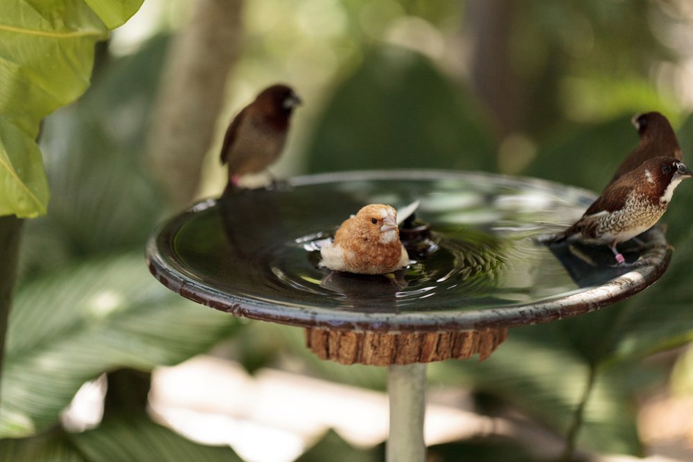Best Bird Baths