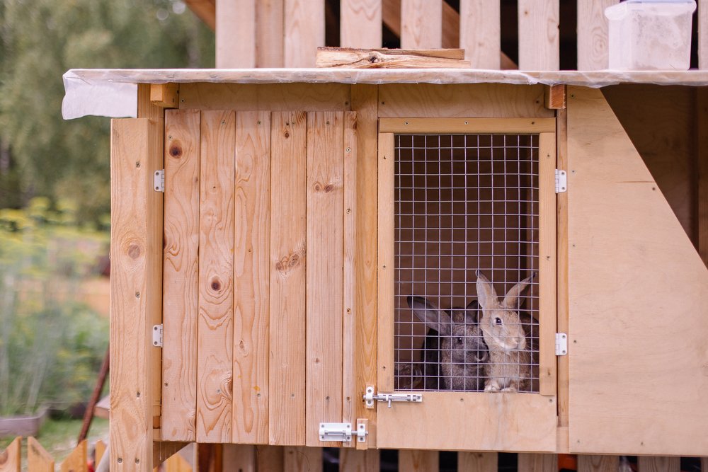 best rabbit hutches